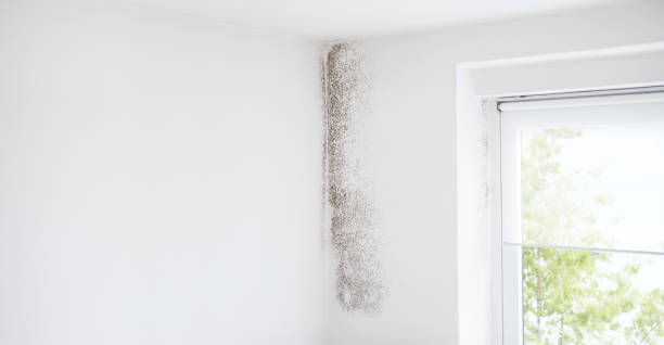 Professional Mold Removal in Mineville, NY